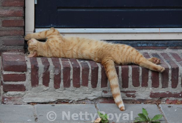 Prince Harry: The adventures of a royal cat (1)